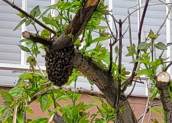 Vuelven los enjambres de abejas a Peñaranda: los Bomberos intervienen para retirar uno de un árbol en Ronda de San Lázaro