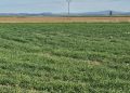 Malas previsiones en el campo salmantino por las condiciones meteorológicas con falta de lluvias y heladas nocturnas